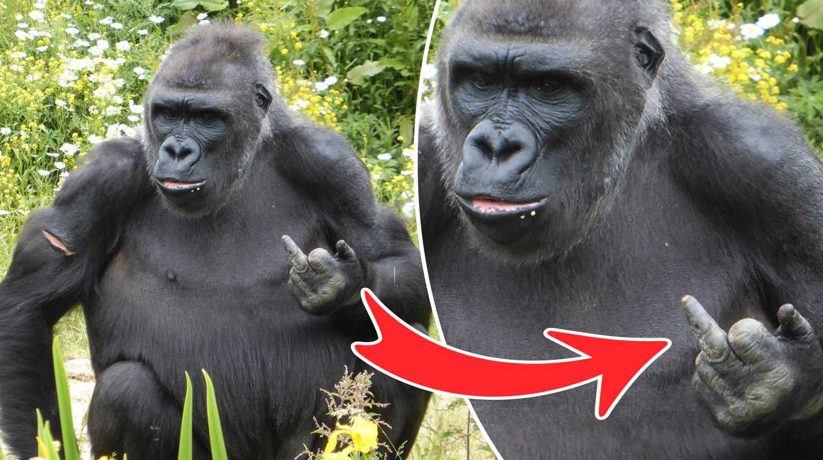 Gorilla pekar finger mot besökare på zoo | Aftonbladet
