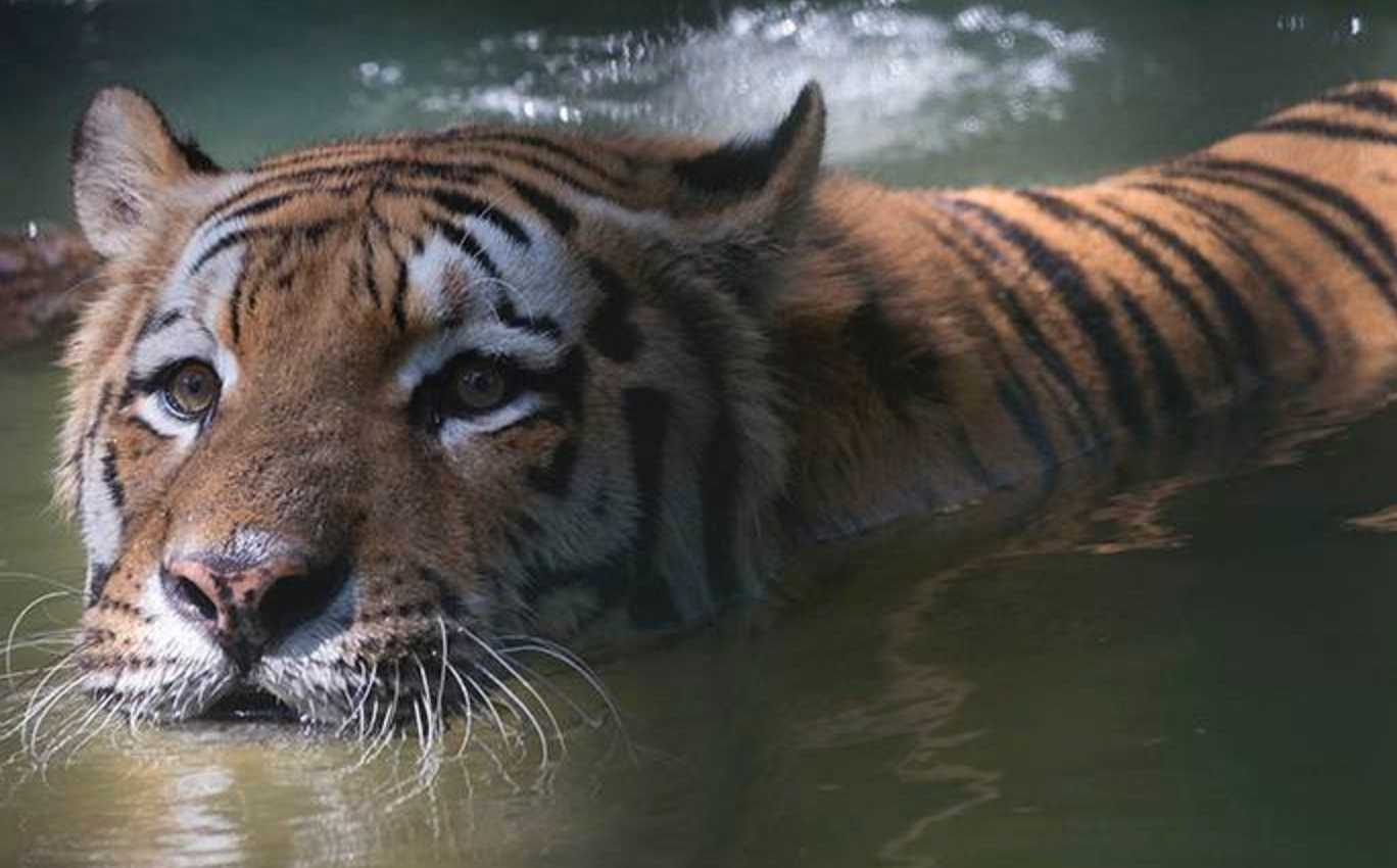 Världen har fått fler vilda tigrar