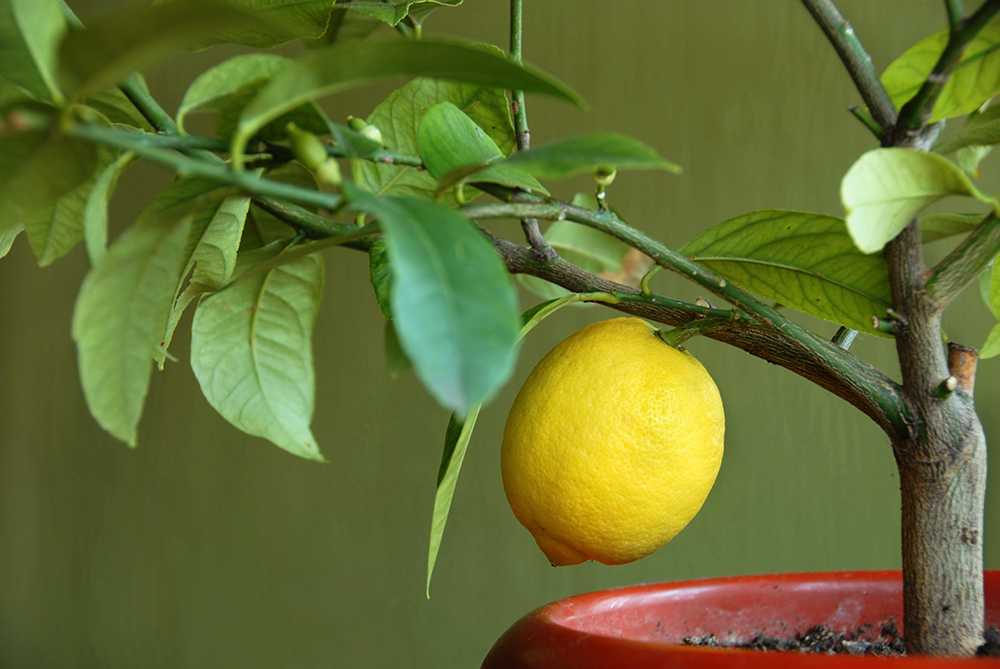 Citronträd vinter