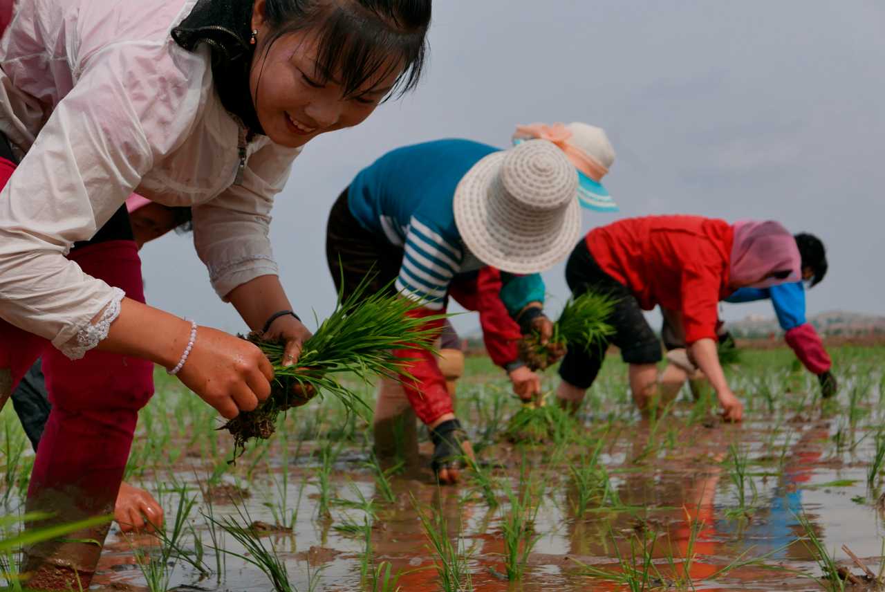 North Korean agricultural workers grow rice in South Pyongan Province.  Photo gallery.